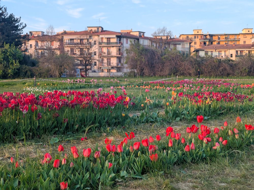giardini diffusi di tulipani in Toscana al parco dell'Acciaiolp a Scandicci