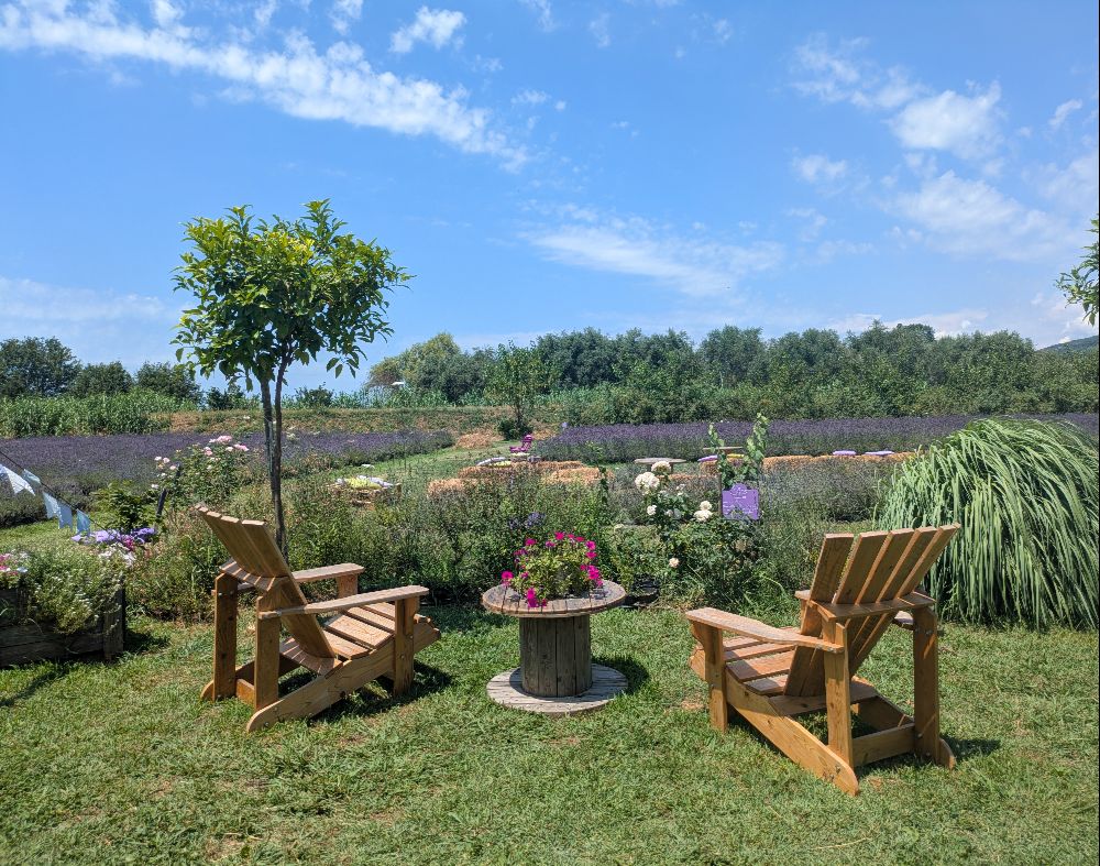 I campi di Lavanda a Massarosa - La Via Delle Erbe E Dei Fiori