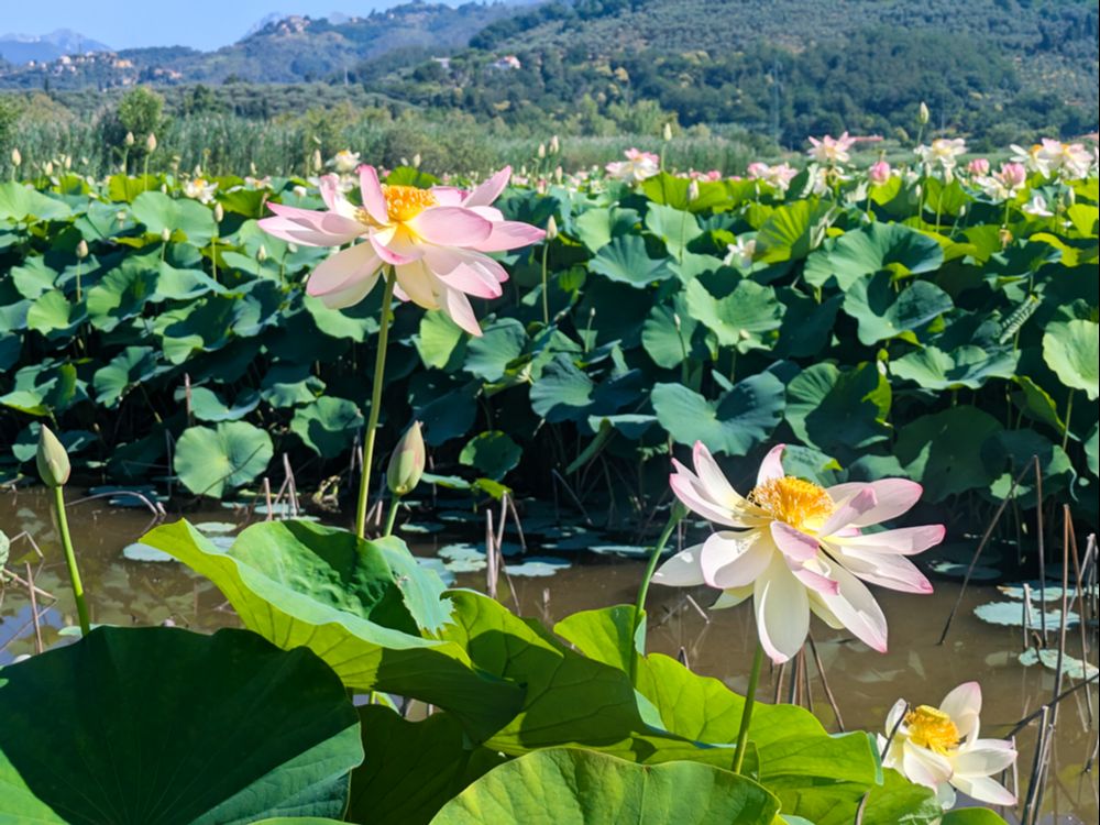 Fiori di loto di Massarosa - La Via delle Erbe e dei Fiori