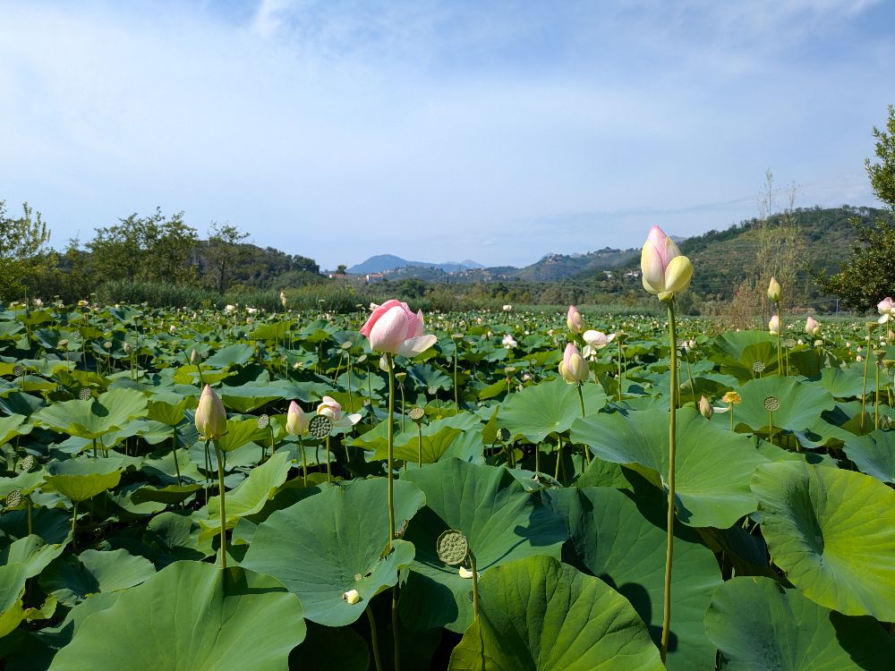 Fiori di Loto a Massarosa - La via delle Erbe E Dei Fiori